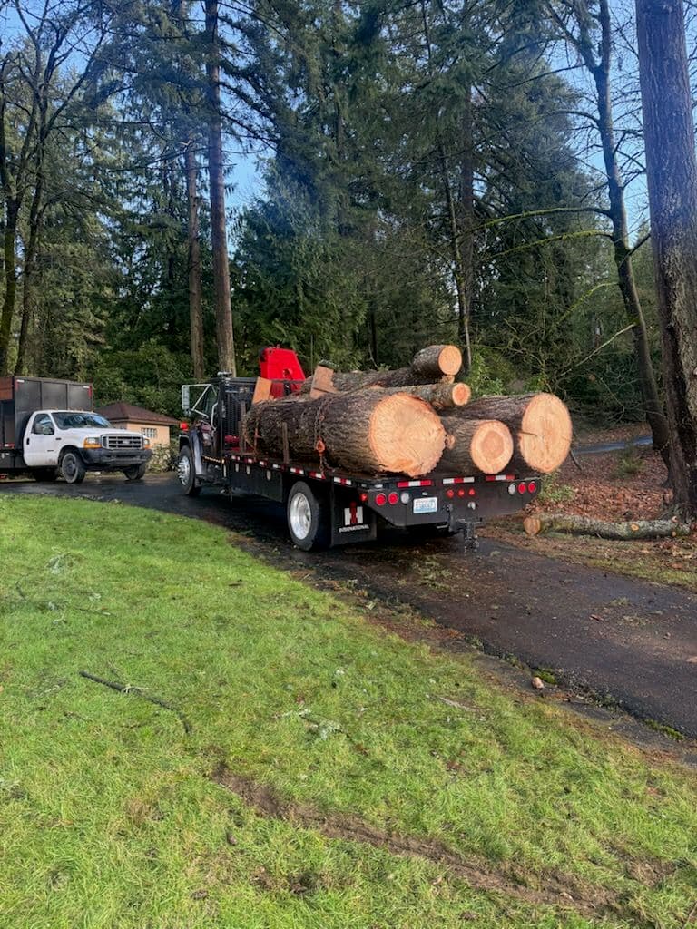 Storm Cleanup Assistance with Bauska & Sons